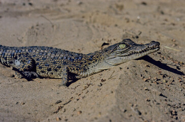 Saltwater crocodile