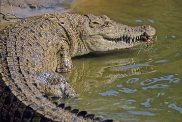Fototapete Rund Saltwater crocodile © Ipman65