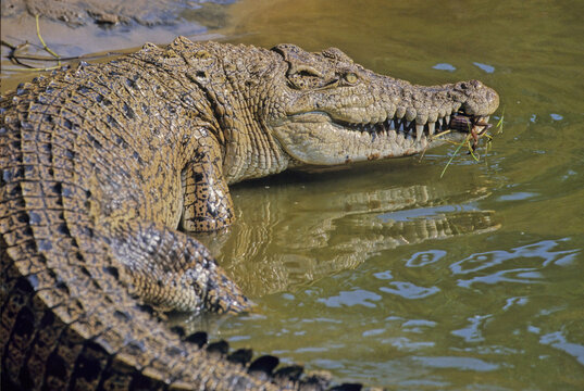 Saltwater crocodile