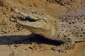 Saltwater crocodile