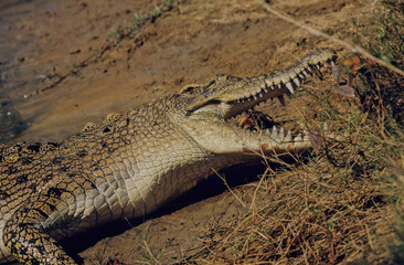 Saltwater crocodile