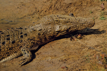 Saltwater crocodile