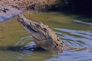 Saltwater crocodile