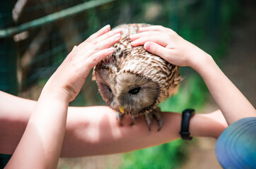 People hold and pet Ural owl (Strix uralensis) bird on arm as a caring of a World Animal Day