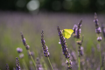 Motyl na kwiatach lawendy. 