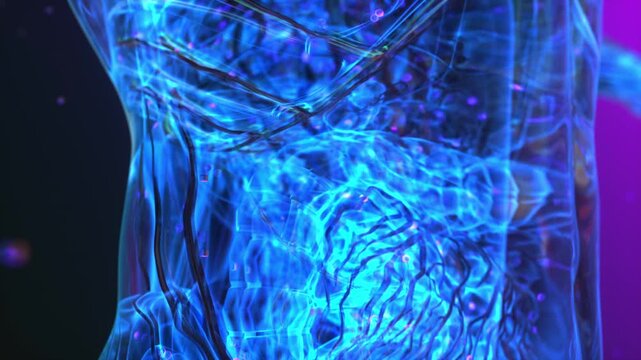 The lymphatic system illustration