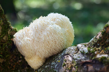 Lion's Mane mushroom growing on a mossy log in a forest.