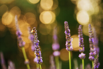 Owady na lawendzie o świcie  © Elżbieta Kaps