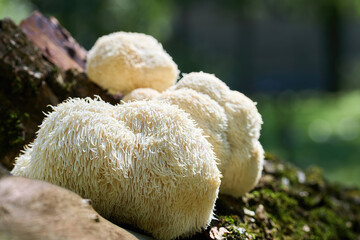 Lion's Mane mushrooms on a mossy log in a forest setting with blurred background. © vetre