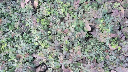 Plants in greenhouse or nursery