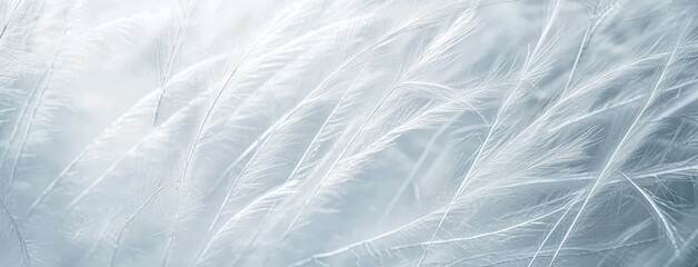 Obraz premium Soft White Feather Texture for Serene Backgrounds