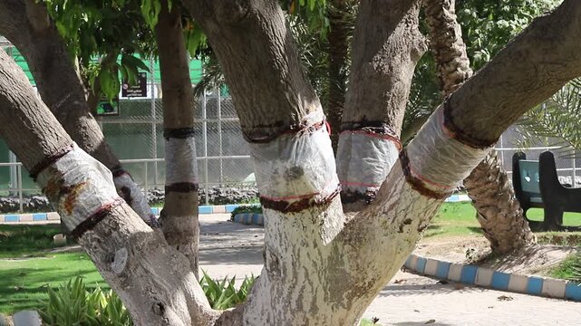 In Multan, Pakistan, trees are painted white under the trunk to protect them from disease. and is closed with an envelope between the stems. Diseases of trees. Beautiful 4k Footage.