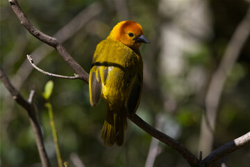 Vibrant Golden Weaver Perched on a Branch in the Forest