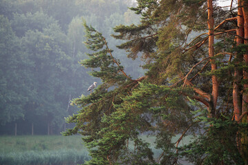 Czapla siwa siedząca na gałęzi sosny.  © Elżbieta Kaps