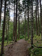 Forest trail