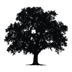 Fototapeta premium Silhouette of a large tree against a white background.