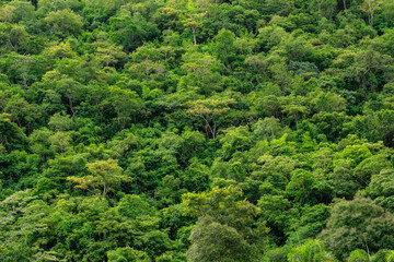 aerial view of dark green forest Abundant natural ecosystems of rainforest. Concept of nature forest preservation and reforestation.
