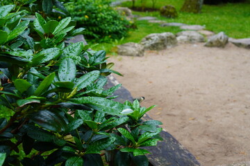 Close up of deep green color rododendron bush on the left in a park. Stones and green grass on a back. Many wet leaves after the rain. Tallinn, Estonia. July 2024