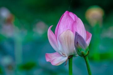 Pervomaiskie ponds, Almaty, Kazakhstan. Close-up of two buds, one blossoming along with an unblown...