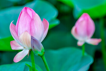 Obraz premium Pervomaiskie ponds, Almaty, Kazakhstan. Close up of two Lotus buds with bokeh effect with large green leaves