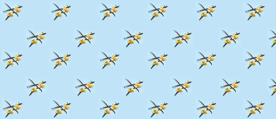 Beautiful vanilla flowers and sticks on blue background