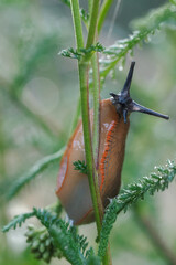 Lusitano snail - a species of terrestrial, naked snail from the Arionidae family, with an unclear taxonomic position, described in European literature as Arion lusitanicus