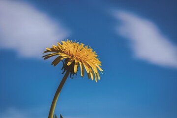A vibrant yellow dandelion flower standing tall against a clear blue sky