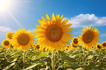 Obraz premium Beautiful sunflower flower blooming in sunflowers field on blue sky