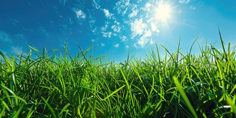 Obraz premium Green grass field with blue sky and sun