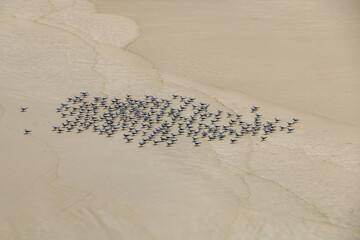 seagulls on the sand beach 