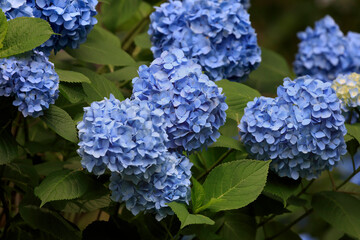 Hydrangeas blooming in Oirase Town in early summer