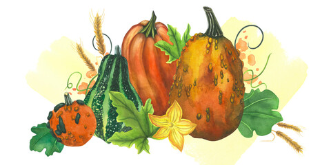 Pumpkins composition with a splash. Hand drawn watercolor illustrations on transparent background. Happy Thanksgiving