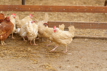Chicken gracefully moves across a dry dirt field, its feathers shimmering in the sunlight.