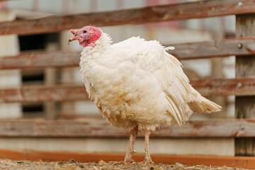 Turkey walks on a farm. Organic animals farm. Selective focus