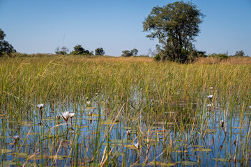 Okavango Delta, This delta in north-west Botswana comprises permanent marshlands and seasonally...