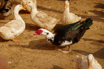 Muscovy ducks standing next to each other on a farm, selective focus