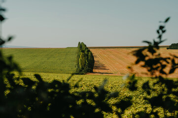 A tranquil and serene countryside view showcasing lush green fields and a vibrant row of trees...