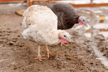 Turkey in the village selective focus. Poultry farm, suburban wildlife