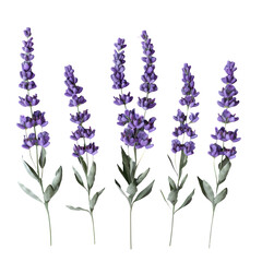 Obraz premium Set of lavender flowers on a transparent background
