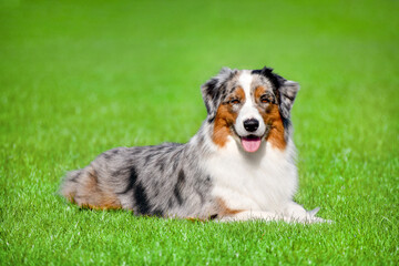 Beautiful Australian Shepherd Aussie on a green background in spring. Portrait of a dog looking at the camera. The dog lies on the lawn. 