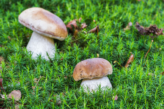 Boletus edulis mushroom in amazing green moss seen from ground level          