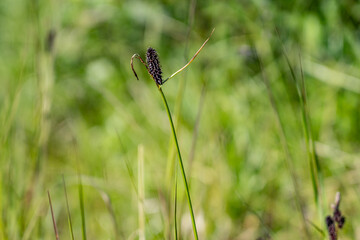 Carex saxatilis is a species of sedge known by the common names rock sedge and russet sedge. Savage River canyon, Denali National Park & Preserve, Alaska 