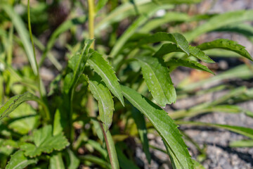 Solidago multiradiata,Rocky Mountain goldenrod, northern goldenrod, alpine goldenrod. Savage River canyon, Denali National Park & Preserve, Alaska 