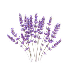Naklejka premium Isolated small lavender blooms