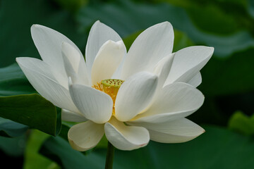 A lotus flower
