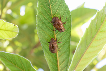 葉の裏側に残されたセミの抜け殻