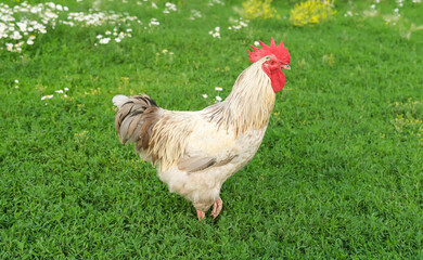 One large beautiful white domestic free-range chicken rooster on rural eco-farm. Chicken outdoors in backyard of farmhouse. Portrait of funny adult poultry looking at camera with curiosity.