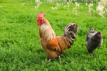 One large beautiful white domestic free-range chicken rooster on rural eco-farm. Chicken outdoors in backyard of farmhouse. Portrait of funny adult poultry looking at camera with curiosity.