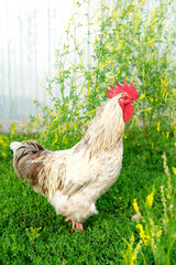 One large beautiful white domestic free-range chicken rooster on rural eco-farm. Chicken outdoors in backyard of farmhouse. Portrait of funny adult poultry looking at camera with curiosity. Vertical.
