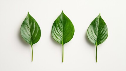 flat lay composition of three vibrant green leaves on white background